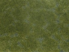 Marktäckare mörkgrön foliage