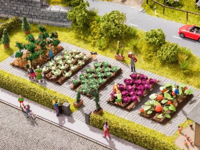 Tomatplantor.